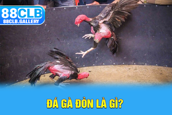 Đá gà đòn là gì?
